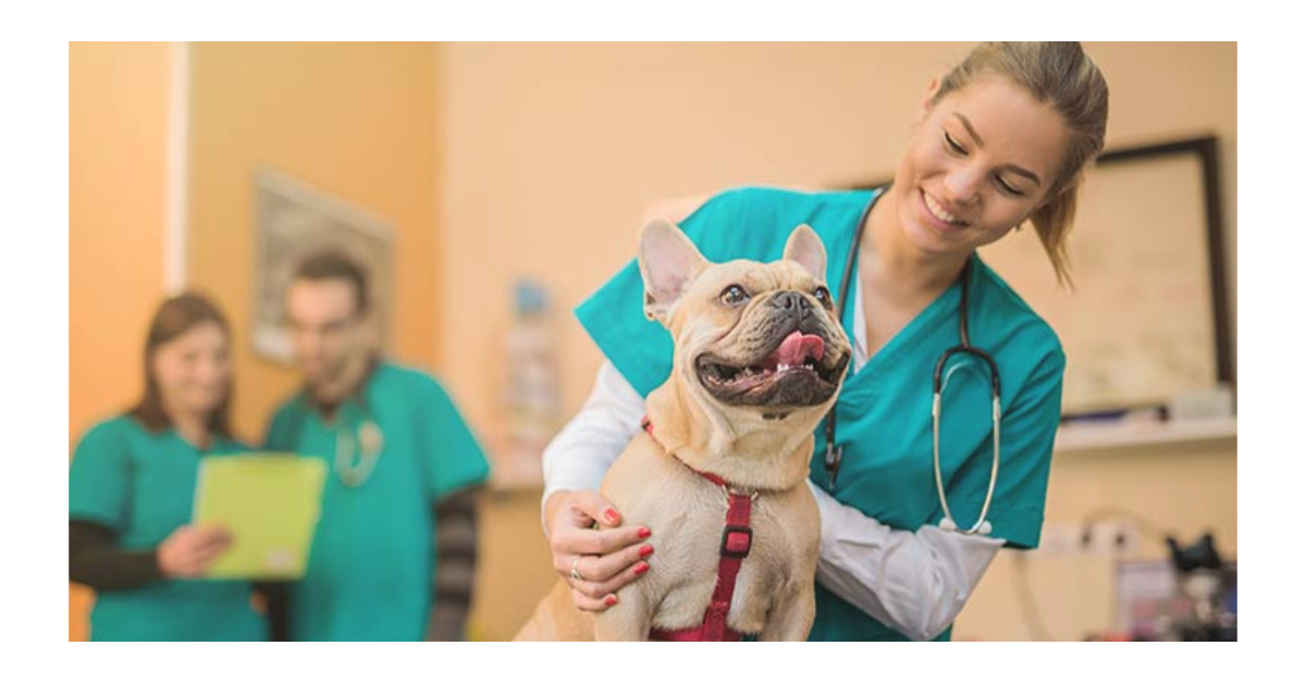 Ensuring Your Pet's Health The Finest Insurance Plans with Routine Care Coverage